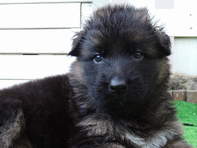 Du Lagon De Bora-bora - http://diewolfevomatlantik.chiens-de-france.com/berger-allemand-poil-l